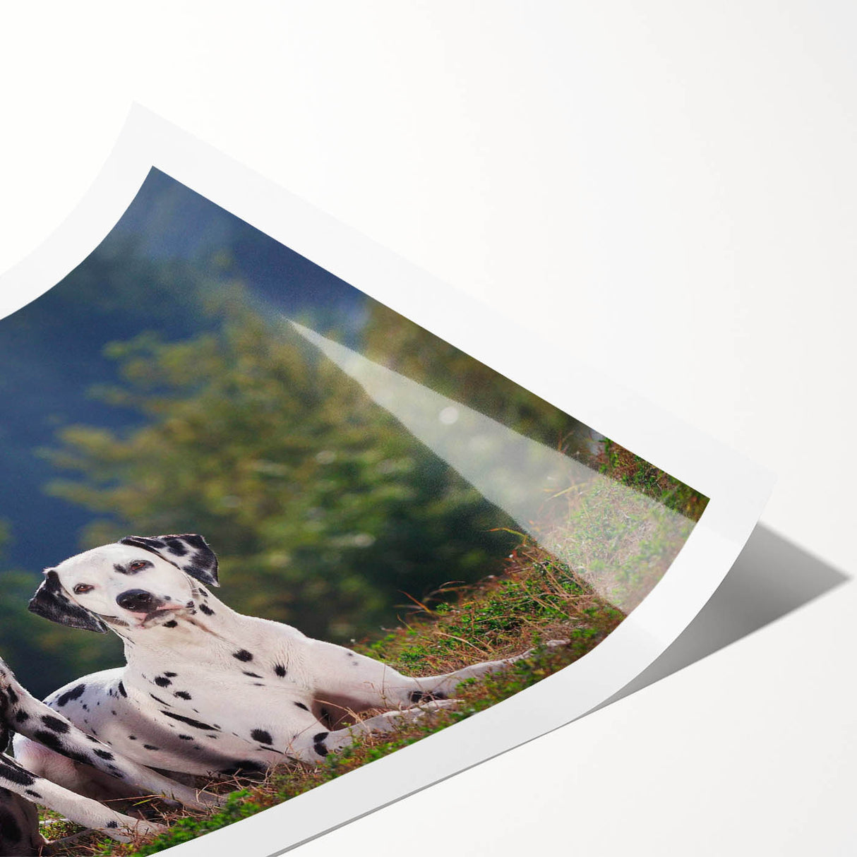 Dalmatian-themed wall art print showcasing playful spotted dogs in a vibrant design, rolled and ready for framing, ideal for pet lovers' home decor.