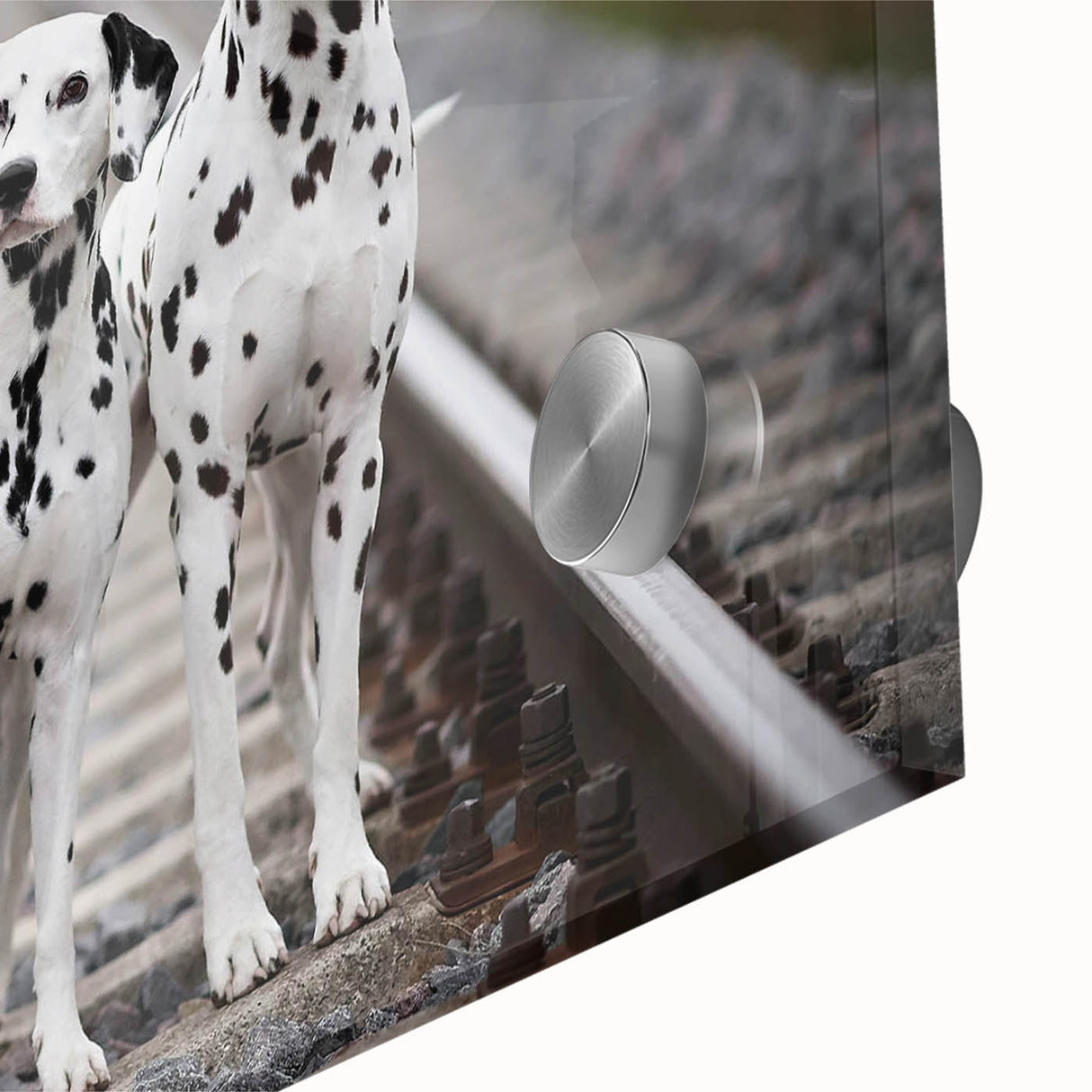 Close-up of a vibrant Dalmatian-themed wall art piece, showcasing intricate black and white spots against a sleek acrylic glass background, perfect for dog lovers.