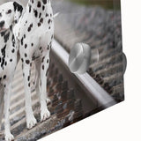 Close-up of a vibrant Dalmatian-themed wall art piece, showcasing intricate black and white spots against a sleek acrylic glass background, perfect for dog lovers.