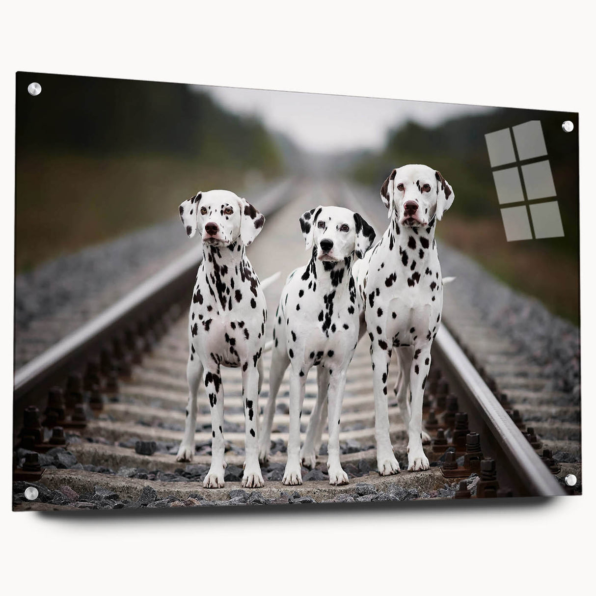 Dalmatian-themed wall art collection displayed in acrylic glass, showcasing vibrant dog illustrations and unique pin detailing, perfect for pet lovers' decor.