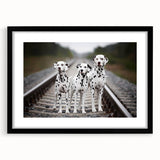 Framed Dalmatian wall art design showcasing a striking black and white spotted dog, elegantly matted and displayed, perfect for dog lovers' home decor.