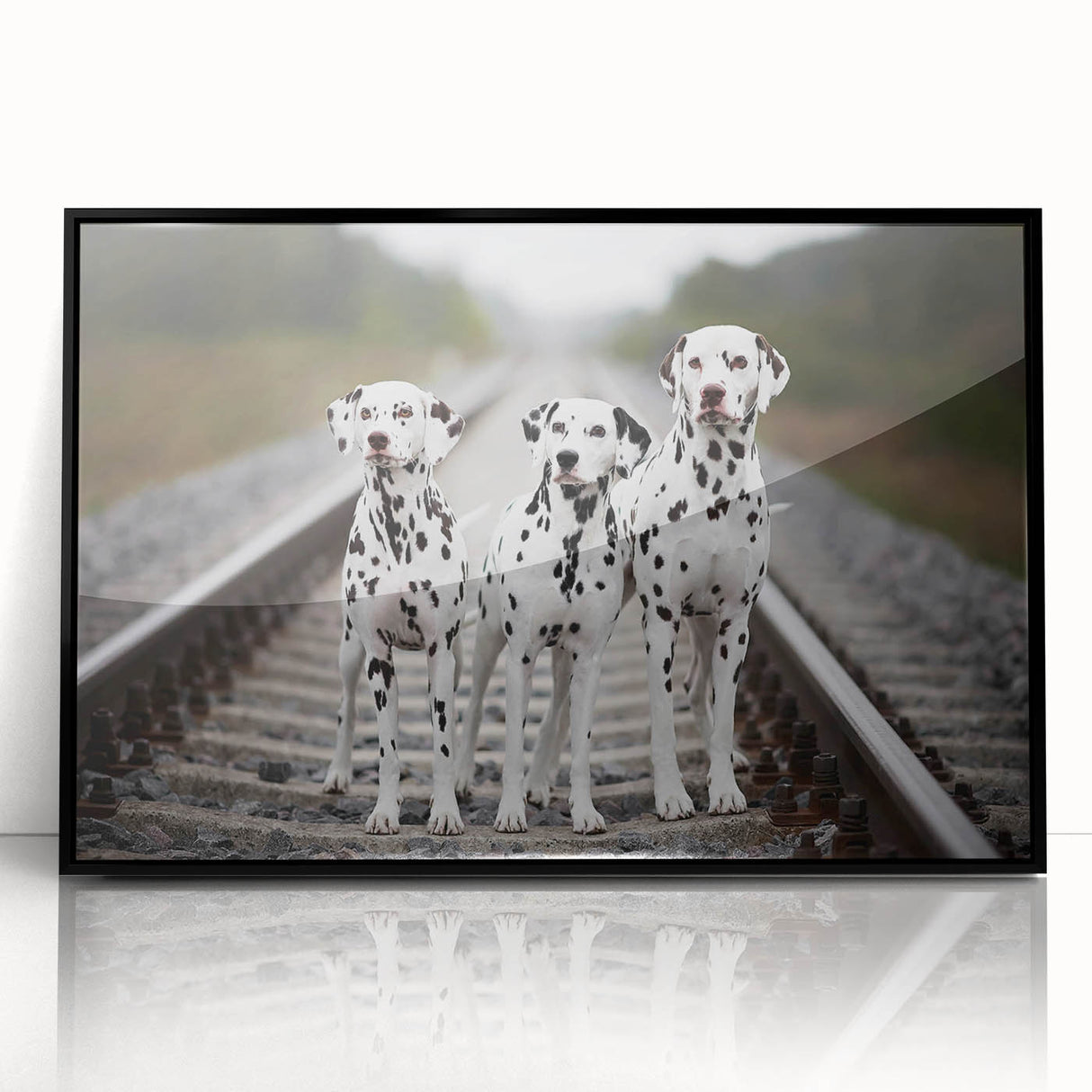 Framed acrylic wall art featuring a striking Dalmatian design on a black background, ideal for dog lovers and modern home decor, showcasing vibrant colors and intricate details.