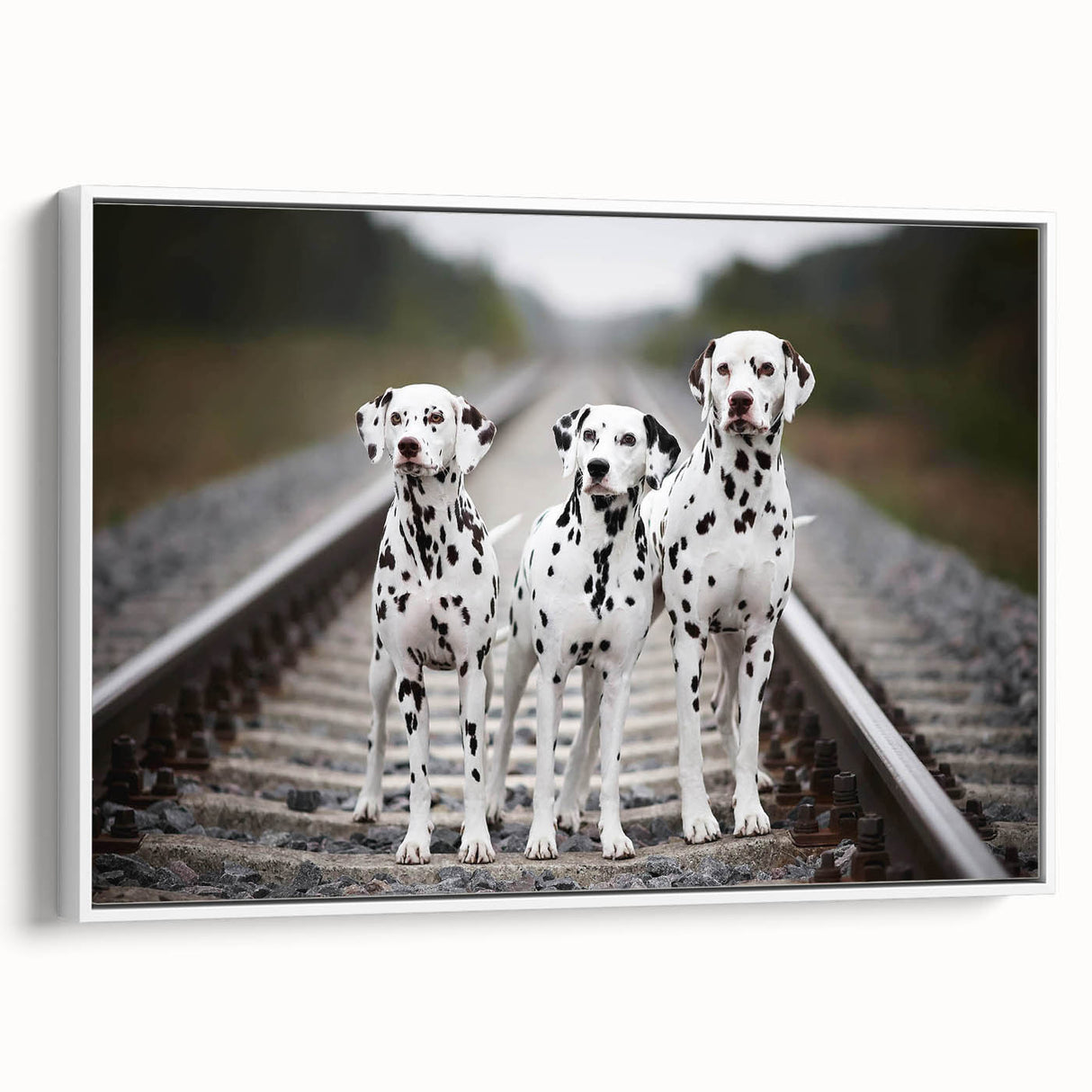 Framed canvas wall art featuring a striking Dalmatian design in a modern white frame, showcasing the dog’s iconic black spots and playful expression, ideal for pet lovers.