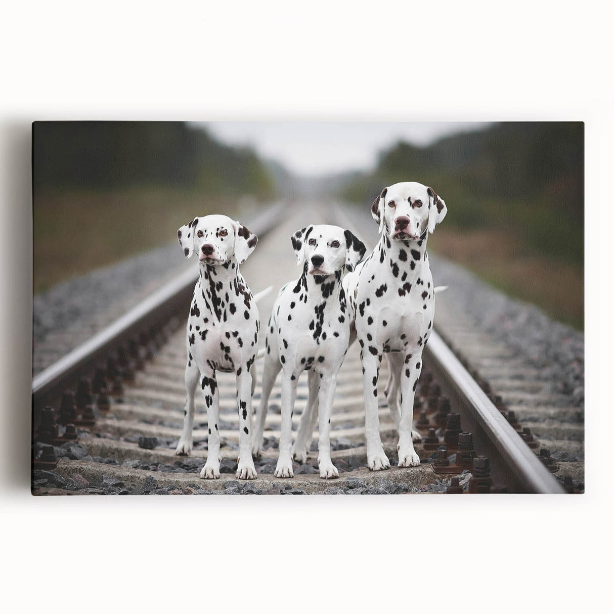 Stretched canvas wall art featuring a vibrant Dalmatian design in a playful pose, perfect for dog lovers and home decor, showcasing bold colors and intricate details.