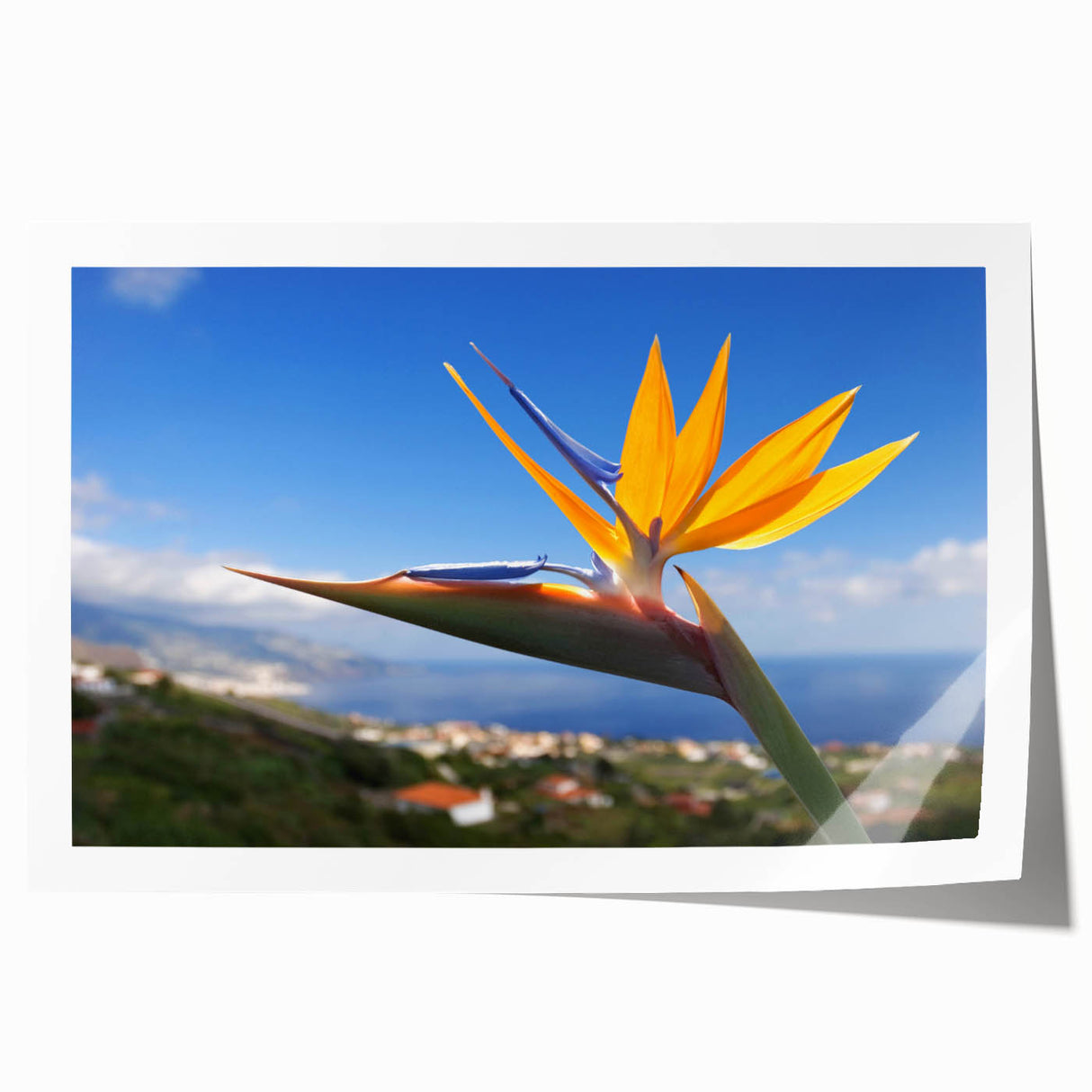 Vibrant Bird of Paradise botanical wall art print showcasing lush green leaves and bright orange flowers, rolled and ready for display in any home decor setting.