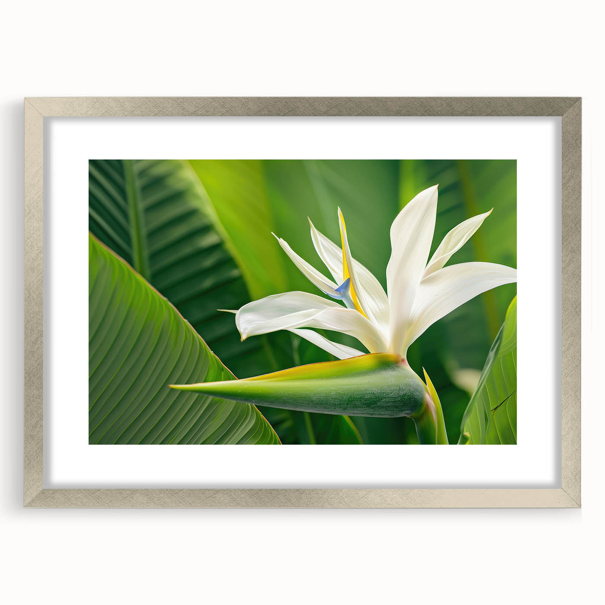Bird of Paradise wall art framed in silver, showcasing vibrant botanical flowers with intricate details, perfect for home decor or botanical-themed interiors.
