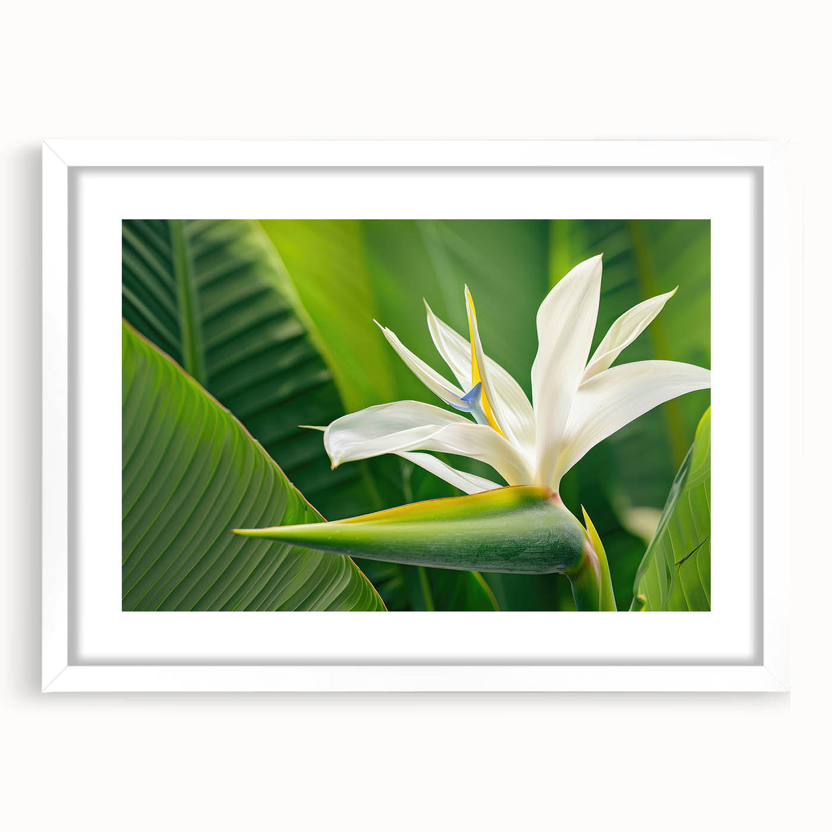 Botanical wall art featuring a vibrant Bird of Paradise design in a white frame with a mat, perfect for enhancing modern home decor and adding a tropical touch.