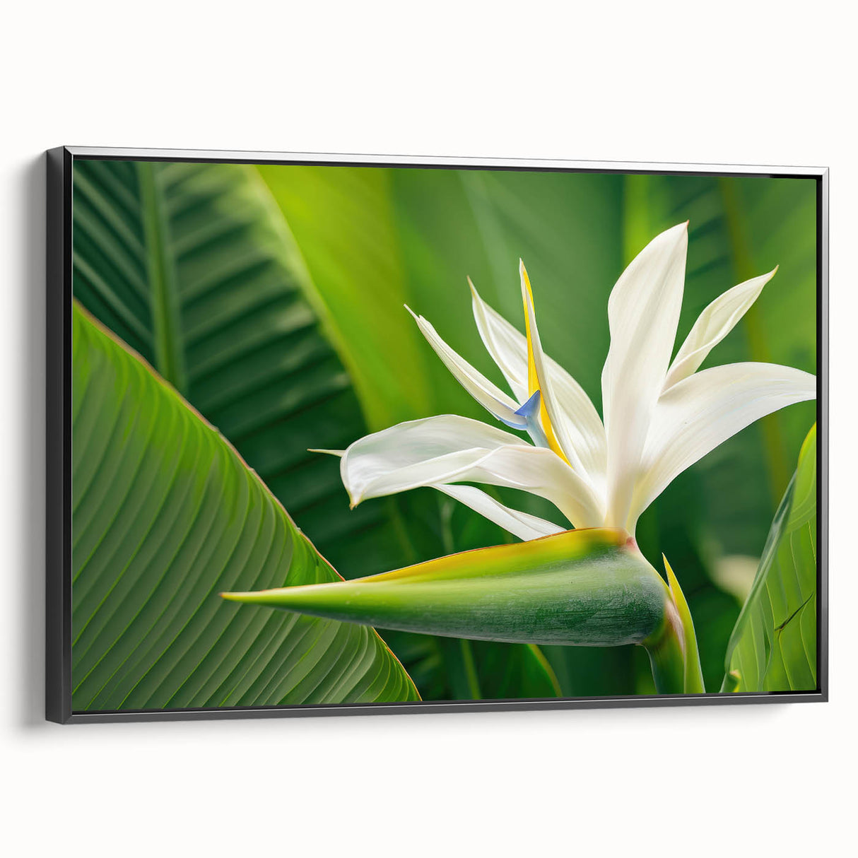 Framed canvas wall art showcasing a vibrant botanical bird of paradise design in rich colors, set against a sleek black frame, adding elegance to any decor.