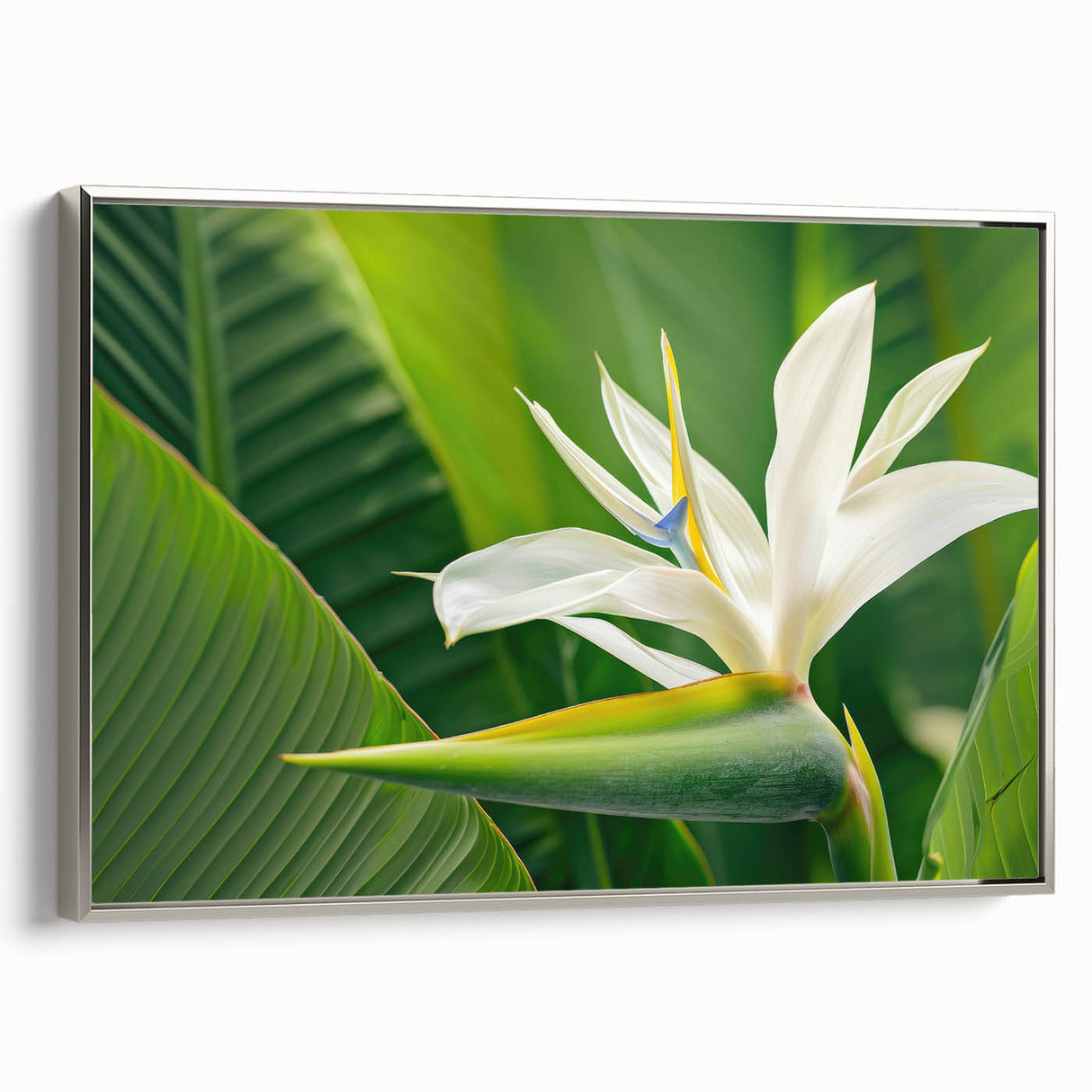 Framed canvas wall art featuring a vibrant botanical illustration of a bird of paradise in silver, showcasing intricate details and rich colors, perfect for home decor.