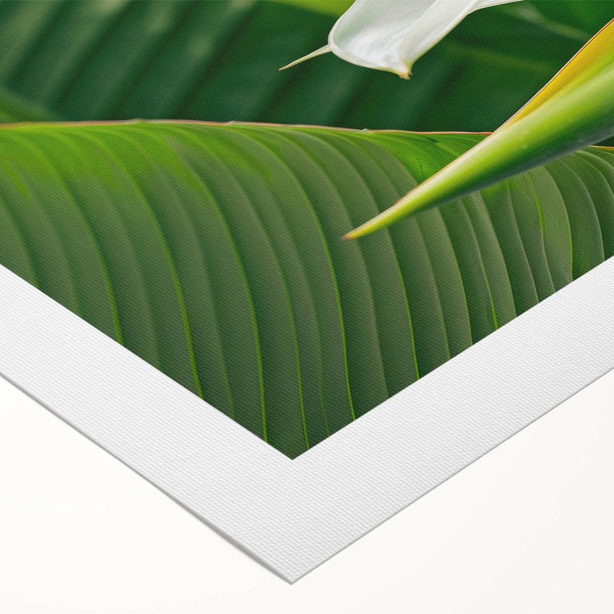 Vibrant rolled canvas artwork showcasing a botanical bird of paradise design, featuring bold colors and intricate details, ideal for home decor enhancement.