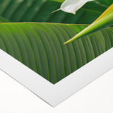 Vibrant rolled canvas artwork showcasing a botanical bird of paradise design, featuring bold colors and intricate details, ideal for home decor enhancement.