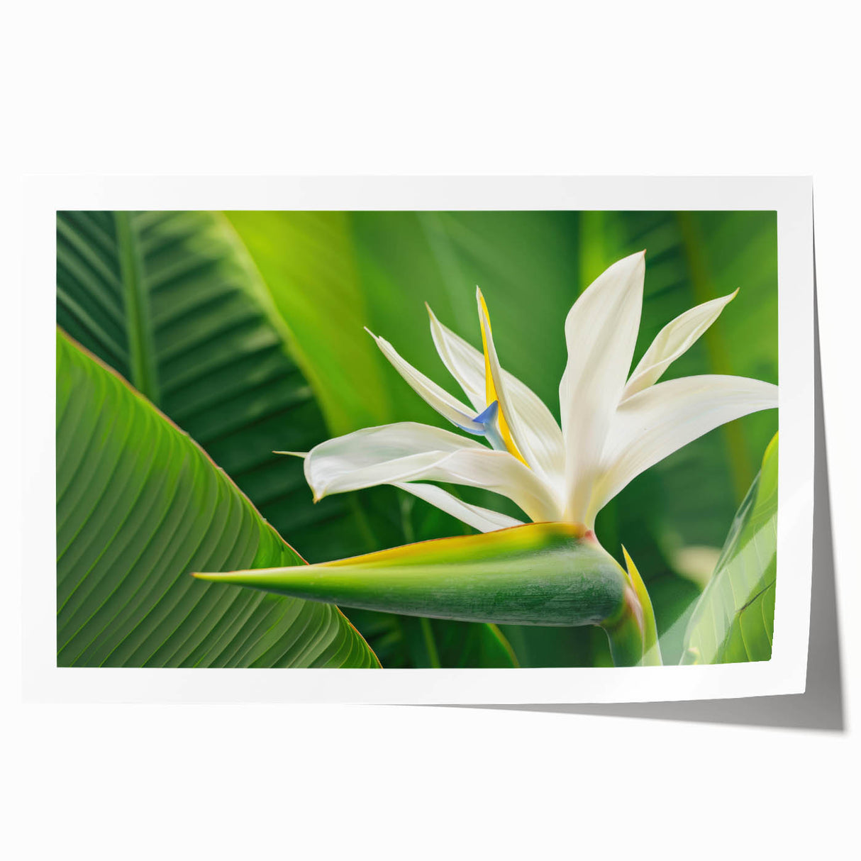 Vibrant botanical wall art featuring a bird of paradise design, showcasing colorful flowers and foliage, printed on high-quality canvas for home decor enhancement.