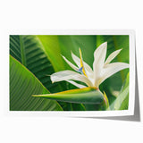 Vibrant botanical wall art featuring a bird of paradise design, showcasing colorful flowers and foliage, printed on high-quality canvas for home decor enhancement.