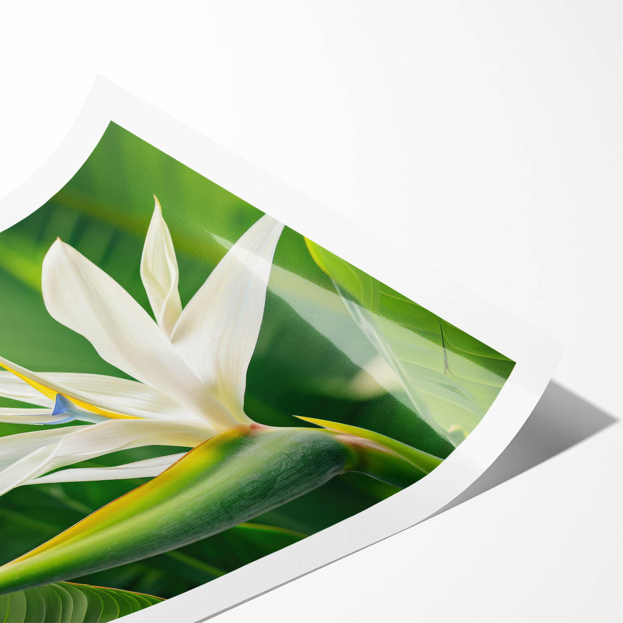 Vibrant botanical wall art showcasing a detailed Bird of Paradise design, rolled for easy shipping and displaying, perfect for enhancing home decor.