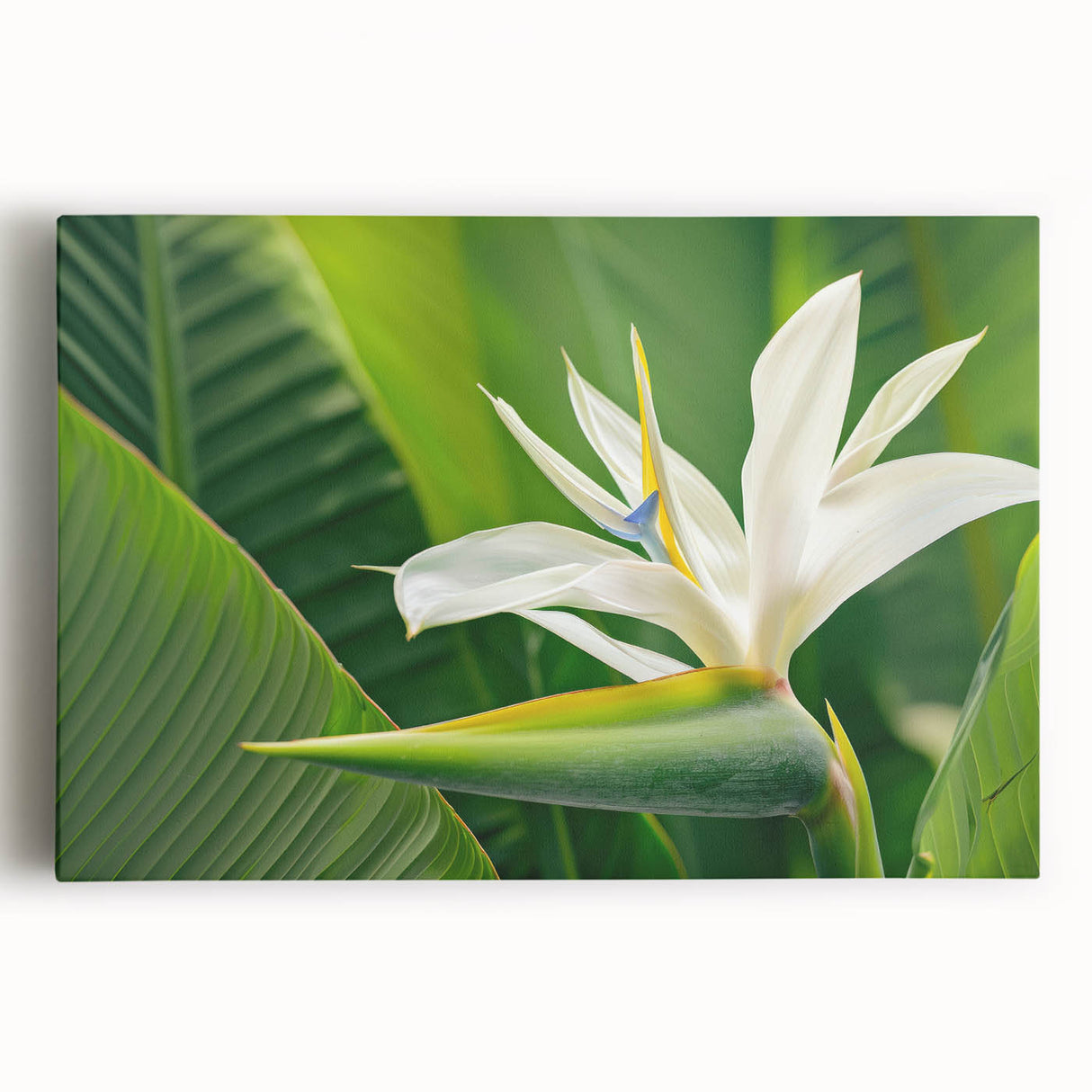 Stretched canvas wall art featuring a vibrant and detailed Bird of Paradise design, showcasing rich colors and intricate botanical elements, perfect for home decor.