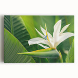 Stretched canvas wall art featuring a vibrant and detailed Bird of Paradise design, showcasing rich colors and intricate botanical elements, perfect for home decor.