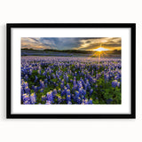 Black-framed wall art featuring a vibrant bluebonnet botanical design. The artwork showcases intricate floral details, perfect for enhancing home decor with a touch of nature.