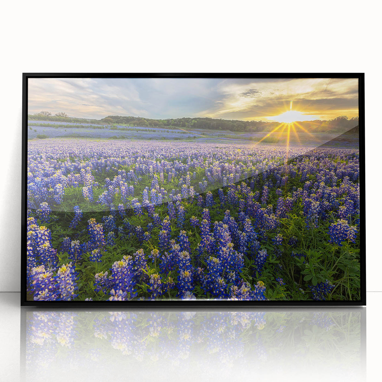 Framed botanical wall art featuring vibrant bluebonnet flowers against a sleek black backdrop, showcasing intricate details and a modern aesthetic suitable for home decor.