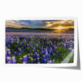 Vibrant bluebonnet floral wall art print showcasing delicate botanical illustrations with intricate details, ideal for home decor and nature enthusiasts.