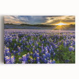 Stretched canvas wall art showcasing a vibrant bluebonnet botanical design, featuring intricate floral details and a bright color palette, perfect for home decor.