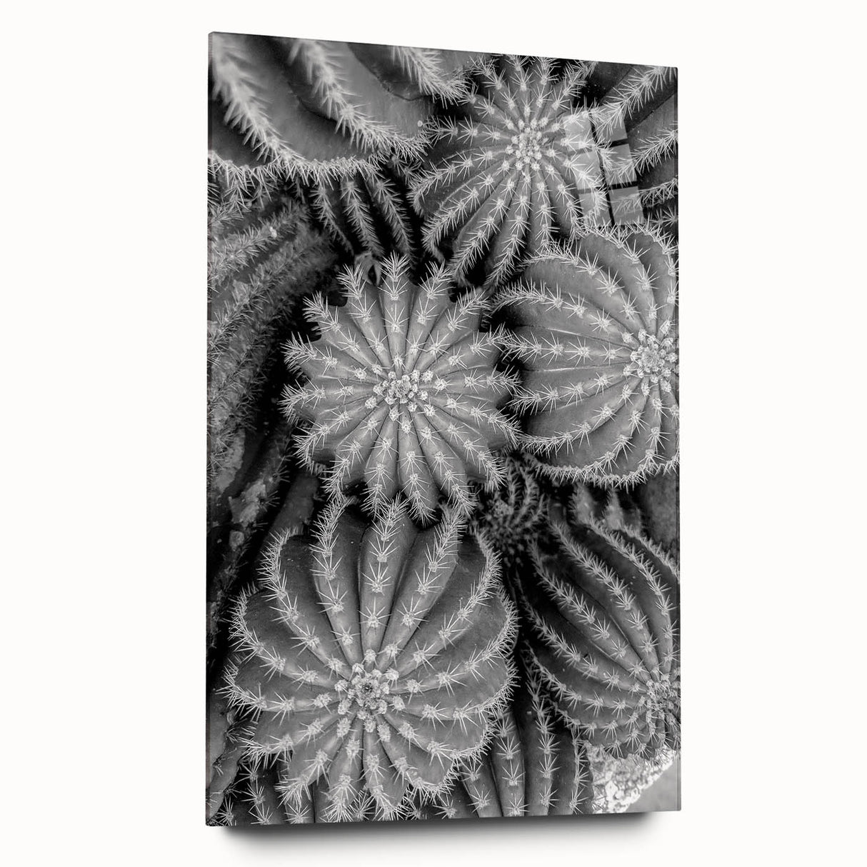 Cactus-themed wall art design featuring vibrant botanical illustrations on acrylic glass, showcasing a side view with a sleek, modern aesthetic. Ideal for home decor.