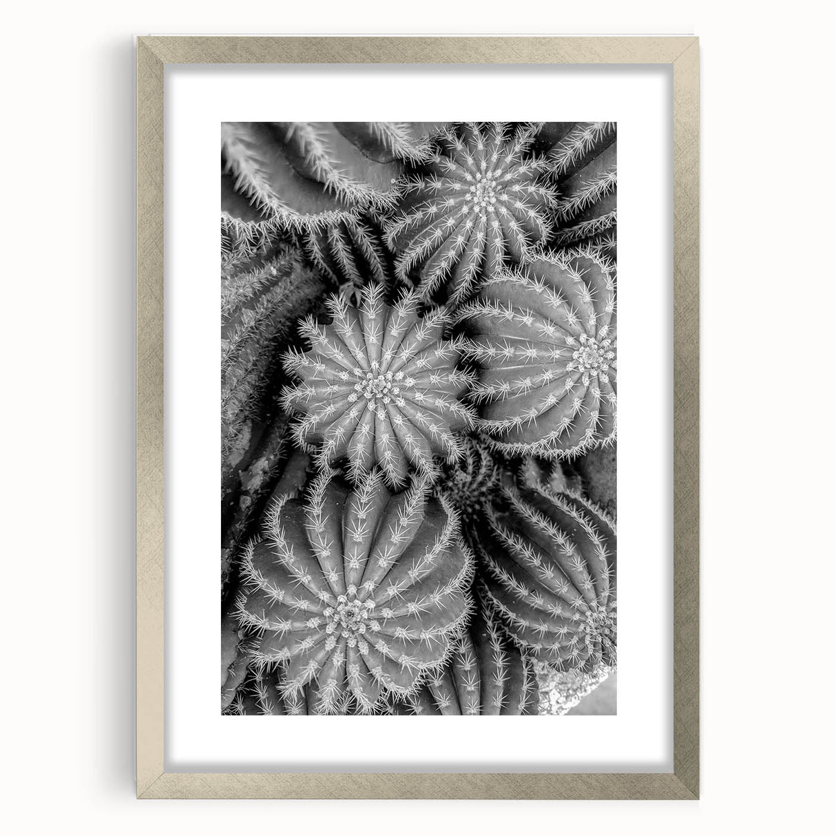Botanical cactus wall art framed with a silver mat, showcasing vibrant floral designs and intricate details, perfect for modern home decor.