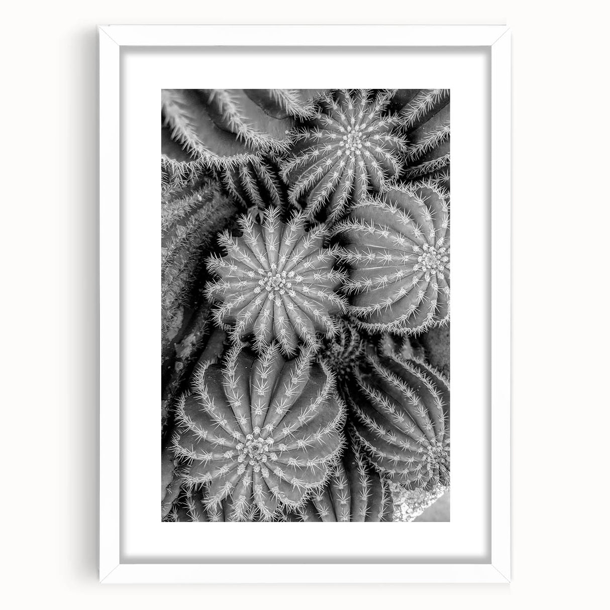 Elegant botanical wall art featuring a collection of colorful cacti in a white frame with a mat, perfect for modern home decor. Ideal for nature enthusiasts and art lovers, this piece adds a vibrant touch to any living space.