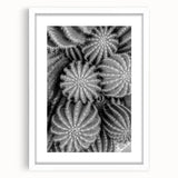 Elegant botanical wall art featuring a collection of colorful cacti in a white frame with a mat, perfect for modern home decor. Ideal for nature enthusiasts and art lovers, this piece adds a vibrant touch to any living space.