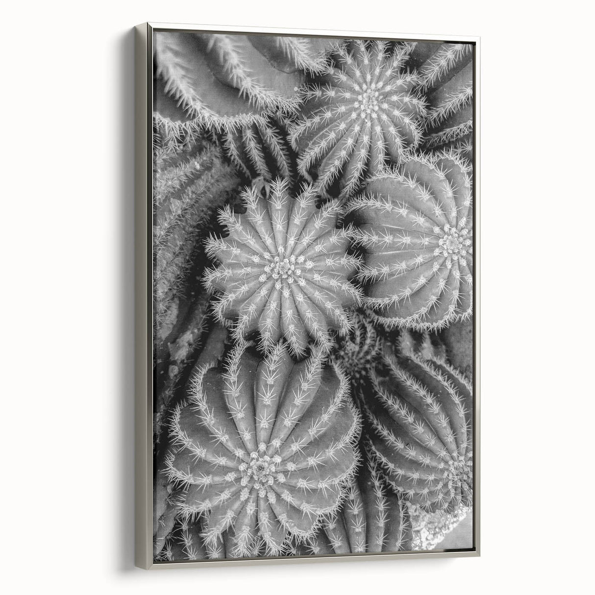 Framed wall art featuring a botanical cactus design on a textured canvas, showcasing vibrant colors and elegant silver frame, perfect for modern decor.