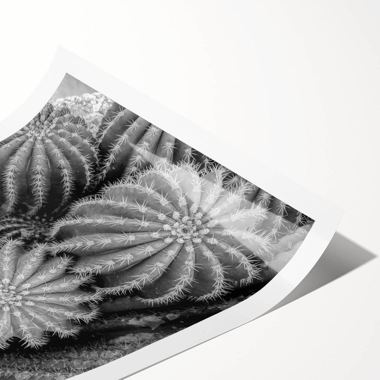 Botanical wall art print showcasing a vibrant cactus design with intricate details on a light background, ideal for home decor enthusiasts and nature lovers.