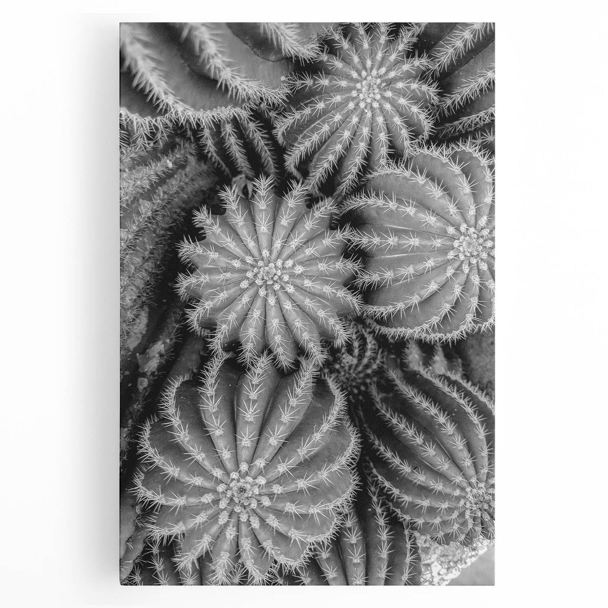 Vibrant botanical wall art canvas featuring a stylized cactus design in green and earthy tones, perfect for home decor and nature-themed interiors. This stretched canvas adds a botanical touch to any room, enhancing aesthetic appeal while showcasing the beauty of desert flora.