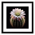 Framed botanical wall art featuring a vibrant cactus design with a black mat, perfect for home decor or office spaces. Ideal for nature lovers seeking unique wall aesthetics.