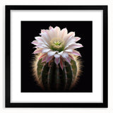 Framed botanical wall art featuring a vibrant cactus design with a black mat, perfect for home decor or office spaces. Ideal for nature lovers seeking unique wall aesthetics.