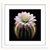 Botanical cactus wall art collection featuring vibrant floral illustrations in a sleek white frame with matting, perfect for modern home decor and nature enthusiasts.