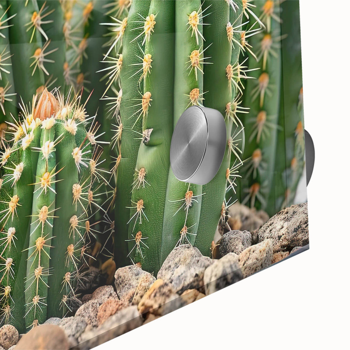 Close-up view of a vibrant botanical cactus design wall art piece, featuring rich green hues and intricate details, printed on acrylic glass for a modern decor aesthetic. This artwork adds a touch of nature-inspired elegance to any interior space.