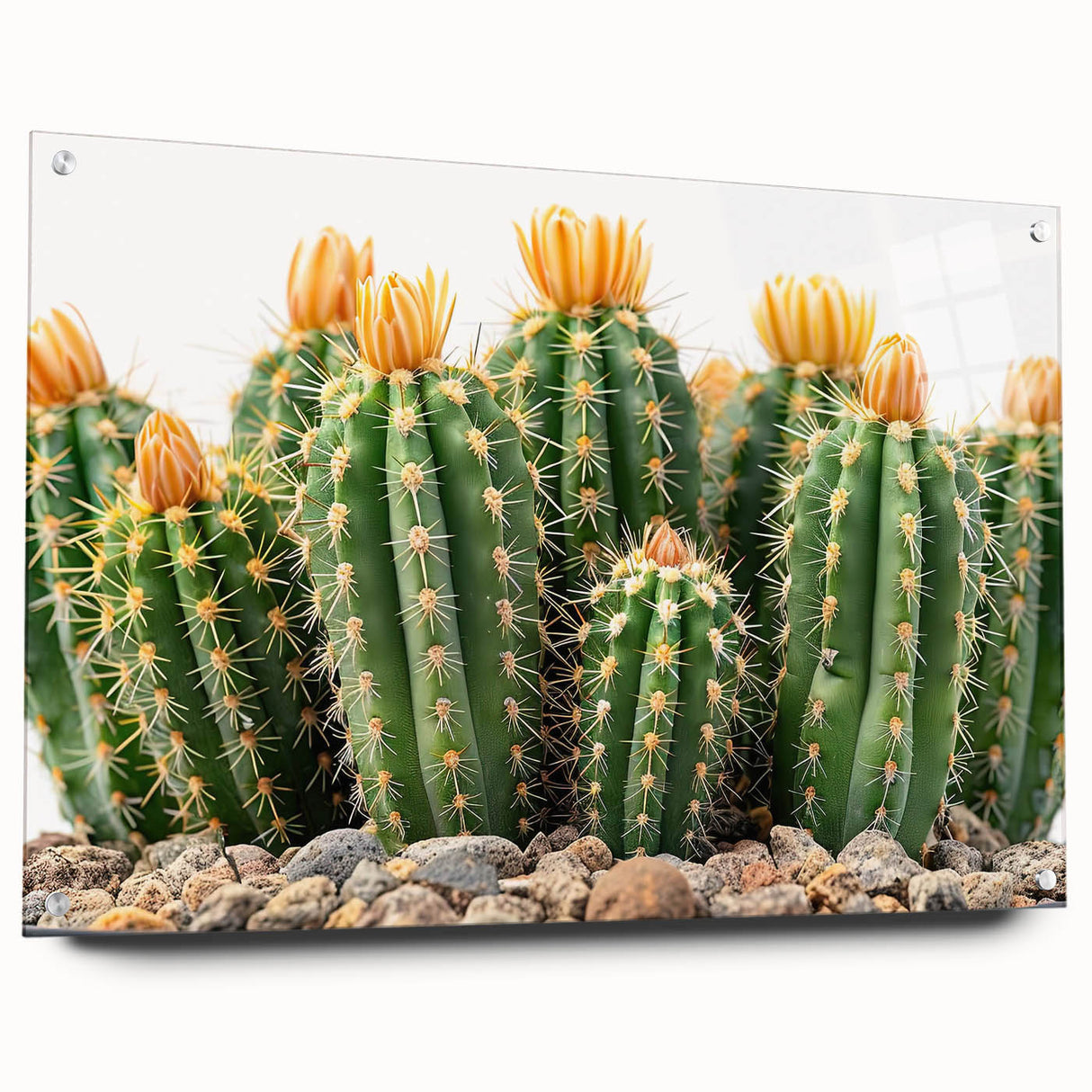 Acrylic glass wall art featuring a botanical cactus design, displayed from a side view with decorative pins, perfect for modern home decor enthusiasts.