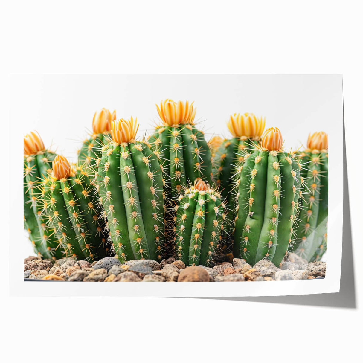 Botanical cactus design wall art print showcasing vibrant green cacti against a soft beige background, rolled for easy shipping and display. Ideal for nature lovers.