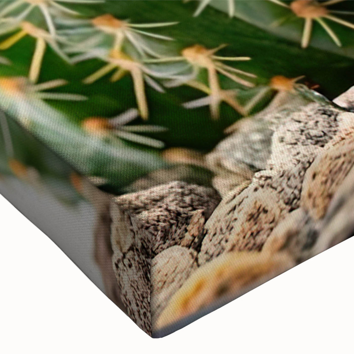 Close-up of a vibrant botanical cactus design wall art piece, showcasing intricate details and textures on a stretched canvas, perfect for enhancing modern decor.