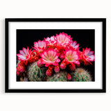 Botanical cactus wall art design featuring vibrant flowers in a black frame with a mat, perfect for modern home decor. Ideal for nature lovers and plant enthusiasts.