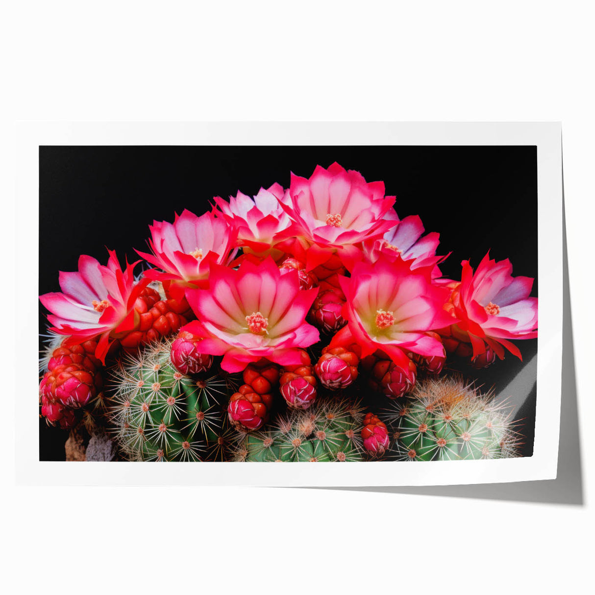 Botanical wall art print showcasing vibrant cacti in a colorful arrangement, perfect for home decor. Ideal for adding a touch of nature-inspired elegance to any space.