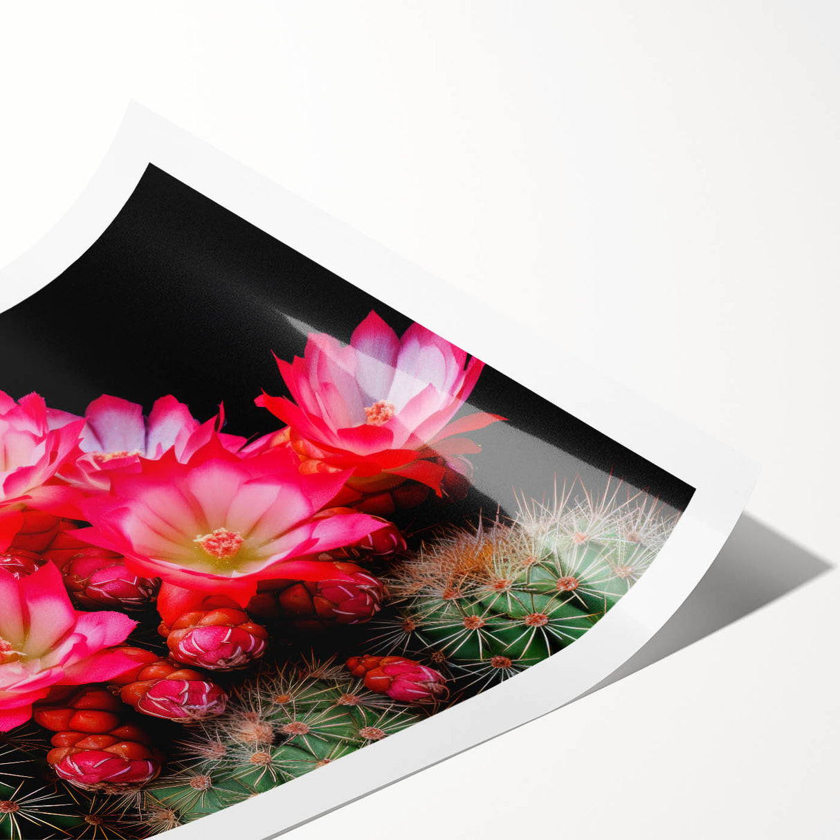 Botanical wall art print featuring a vibrant cactus design in shades of green and pink, elegantly rolled for easy framing and display in any home décor.