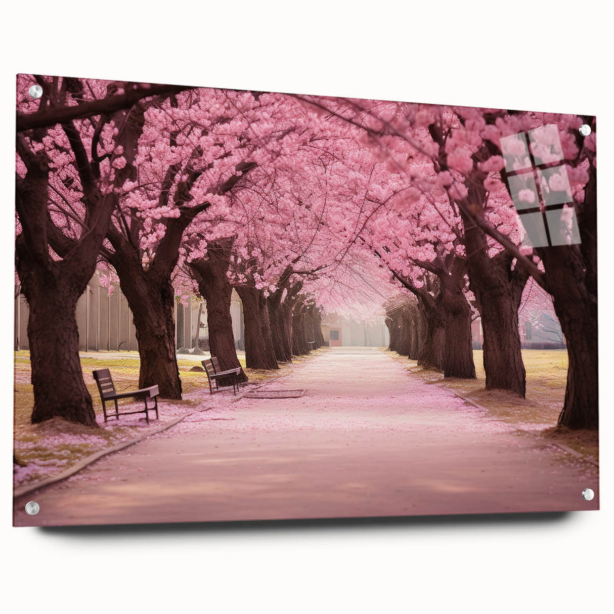 Acrylic glass wall art featuring a botanical cherry blossom design in soft pink and white tones, elegantly showcased from the side with visible mounting pins.