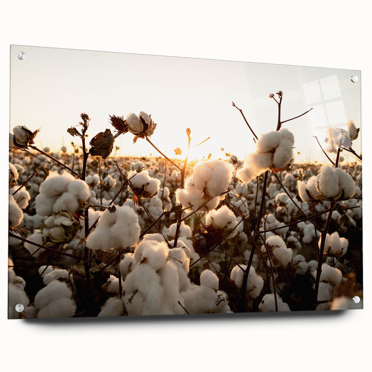Botanical wall art collection showcasing vibrant floral designs printed on cotton, framed with acrylic glass and secured with decorative pins, ideal for home decor.