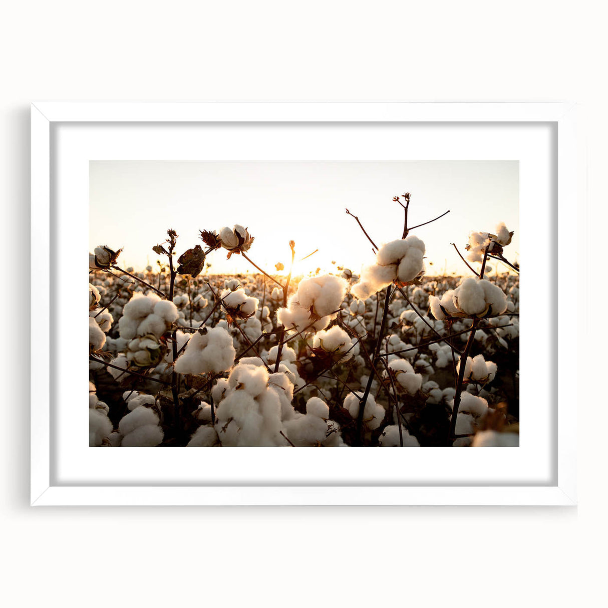 Botanical wall art collection featuring vibrant flower designs printed on cotton, framed in a sleek white frame with matting, perfect for home decor.