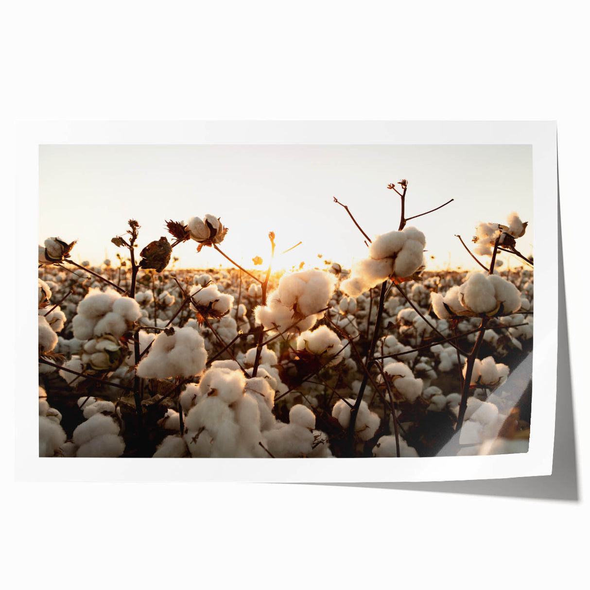 Botanical wall art print showcasing vibrant flowers in a colorful cotton design, rolled and ready for framing, perfect for home decor enhancement.