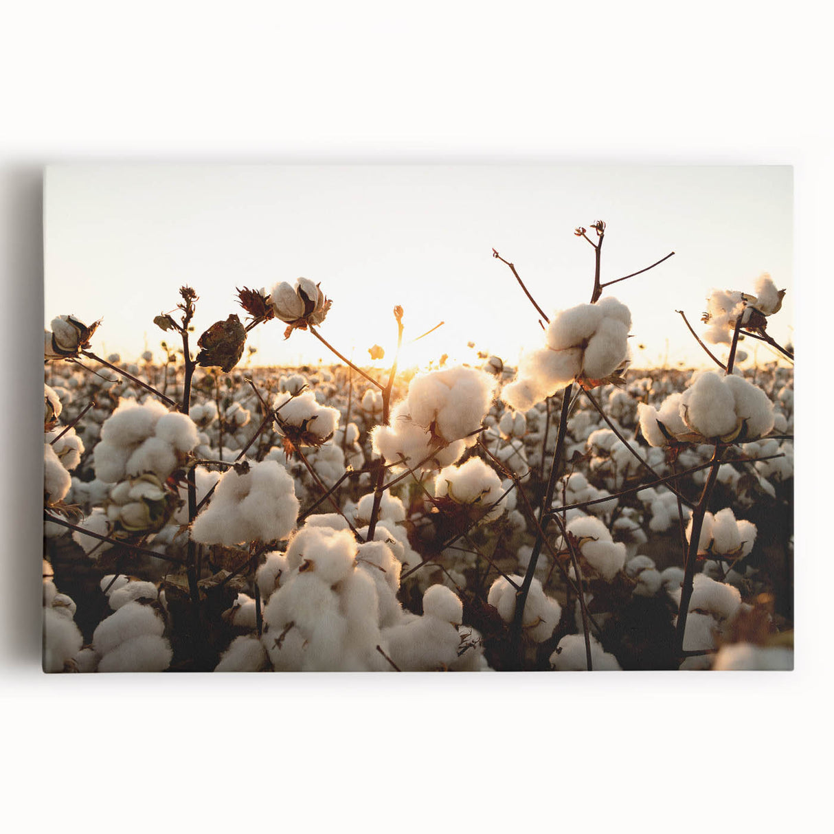 Botanical wall art collection featuring vibrant, colorful flowers on stretched cotton canvas, perfect for brightening any room with nature-inspired decor.