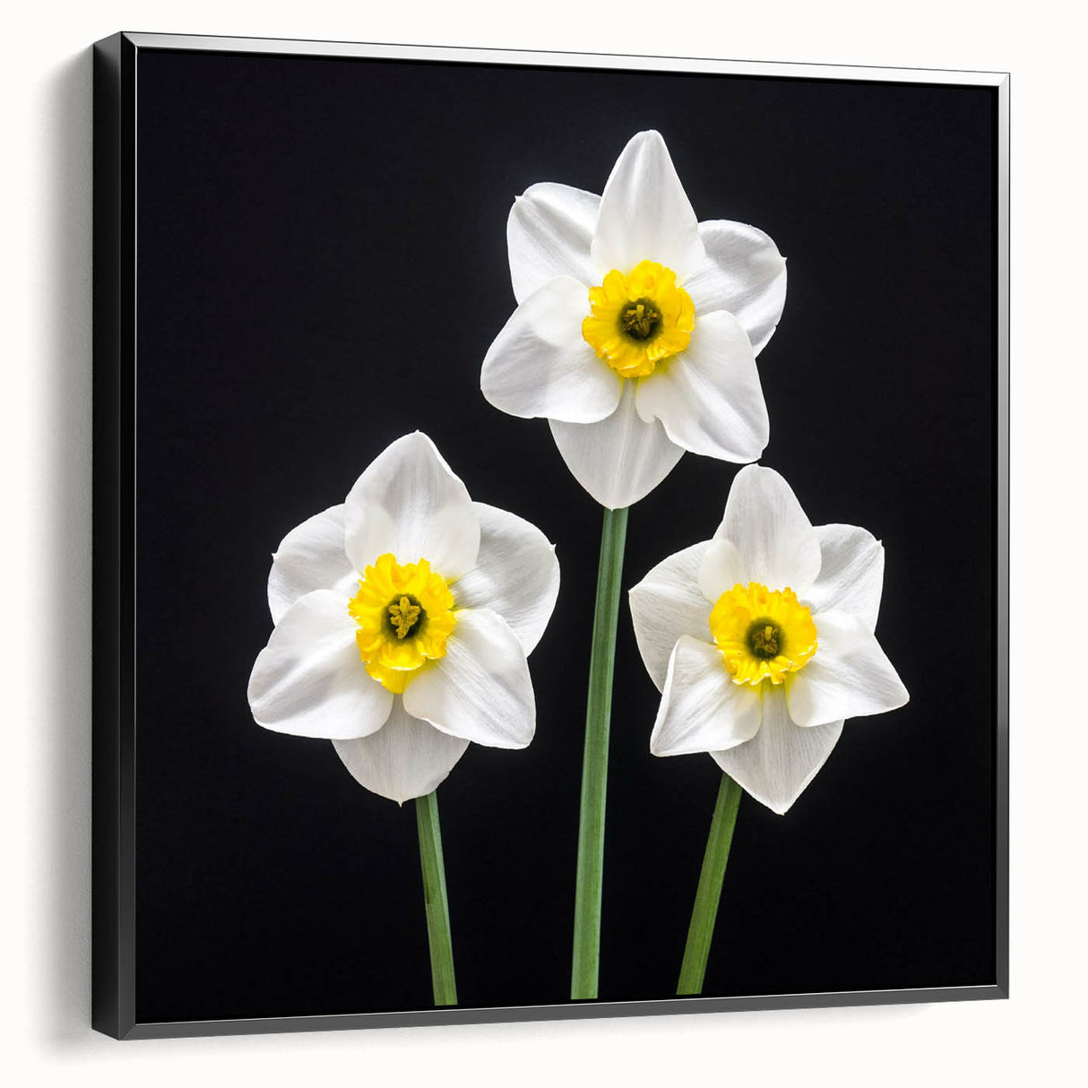 Framed canvas wall art showcasing a botanical daffodil design in vibrant colors, presented from a black side view, ideal for enhancing home decor.