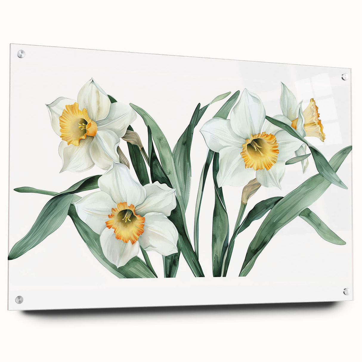Acrylic glass wall art showcasing a botanical daffodil design, elegantly displayed with decorative pins. The vibrant yellow flowers and intricate details create a stunning focal point for home decor. Perfect for nature enthusiasts and floral art lovers seeking to enhance their interior space.