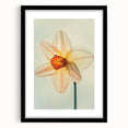 Black-framed botanical wall art showcasing a delicate daffodil design, elegantly matted for a refined presentation, perfect for home decor enthusiasts.