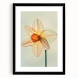 Black-framed botanical wall art showcasing a delicate daffodil design, elegantly matted for a refined presentation, perfect for home decor enthusiasts.